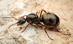 Alabama Ants