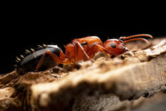 Camponotus discolor (1-5 workers, Queen)(Mini Hearth Bundle)