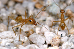 Myrmecocystus mexicanus (20-30 workers, Queen and Colony)