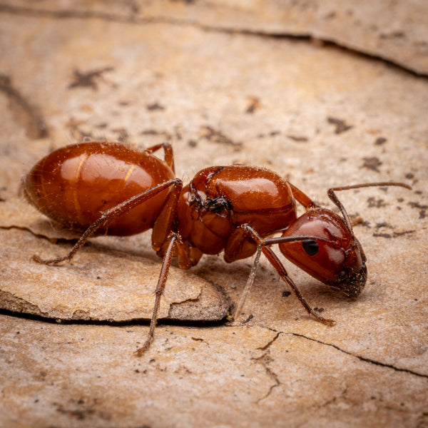 Camponotus castaneus (15-20 workers) w/ Fallen Fortress