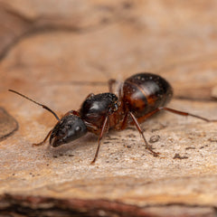 Camponotus vicinus Mini Hearth Bundle (5-10 workers, Queen)