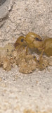 Myrmecocystus navajo Lair Formicarium Bundle (10-20 workers, Queen)
