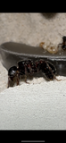 Pogonomyrmex rugosus (6-10 workers, Queen)(Ants Only)
