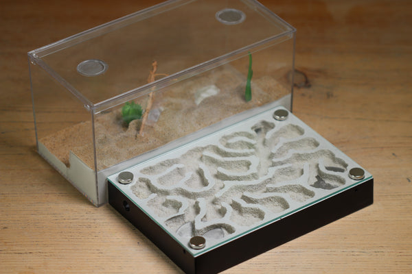 Labyrinth (1125 Black)(Canyon)