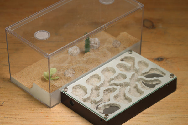 Mini Labyrinth (Black 3302)(Canyon)