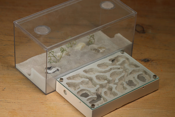 Mini Labyrinth (Bone 3306)(Canyon)