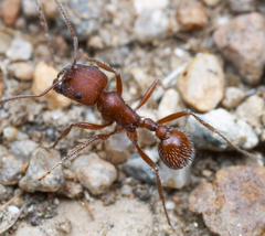 Pogonomyrmex occidentalis (10-20+ workers, Queen)(Ants Only)