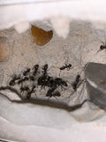 Formica subsericea Queen and Colony (6-10 workers)