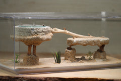 The Aerie (Large Version)