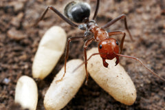 Myrmecocystus mendax (25-30 workers, Queen) w/ Mini Hearth