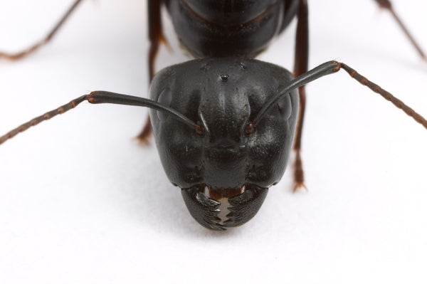 Camponotus pennsylvanicus (6-10 workers, Queen)(Ants Only)