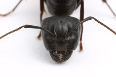 Camponotus pennsylvanicus (6-10 workers, Queen)(Ants Only)