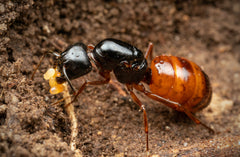 Camponotus sansabeanus (5-10 workers)(NEW!)