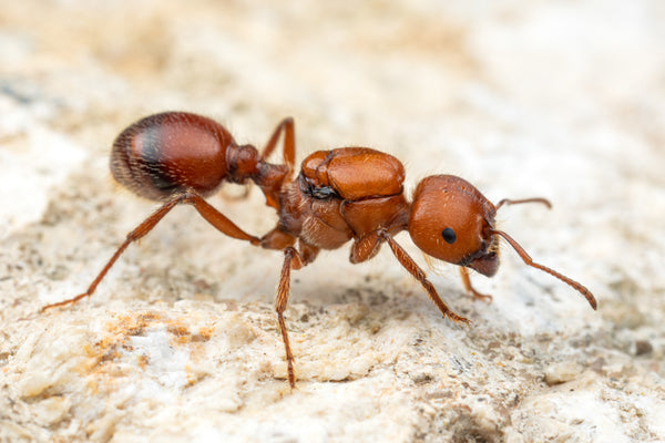 Pogonomyrmex barbatus Colony(15-20 workers, Queen)(Ants Only)