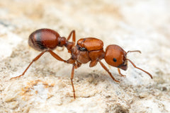 Pogonomyrmex barbatus Colony(10-15 workers, Queen)(Ants Only)