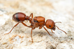Pogonomyrmex barbatus Colony (5-10+ workers)