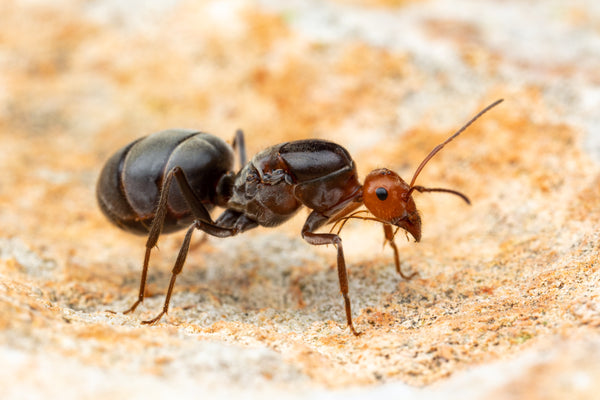 Myrmecocystus placodops (10-15 workers, Queen and Colony)
