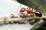 Camponotus floridanus (10-15 workers, Queen)(Ants Only)