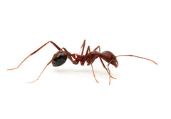Novomessor cockerelli (5-10 Workers, Queen)(Ants Only)