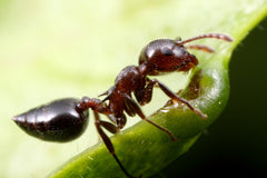 Crematogaster cerasi (10-20 Workers, Queen)(Ants Only)