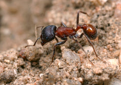 Pogonomyrmex rugosus (6-10 workers, Queen)(Red and Black)