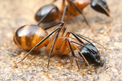 Camponotus ocreatus Mini Hearth Bundle (5-10 workers, Queen)