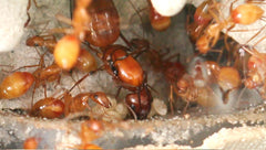 Camponotus castaneus (5-8 workers, Queen)