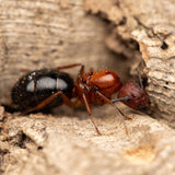 Camponotus floridanus Fallen Fortress Bundle (10-15 workers, Queen)