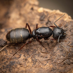 Camponotus modoc Fallen Fortress Bundle (4-8 workers, Queen)
