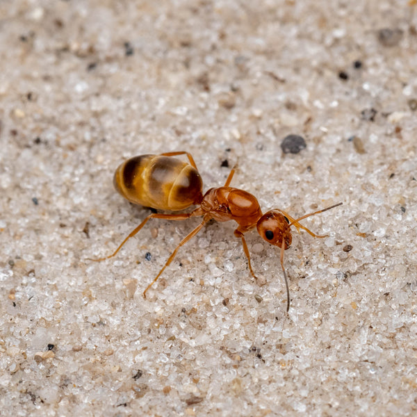 Dorymyrmex bureni (10-20 workers Bifurcated Mini Hearth Bundle)