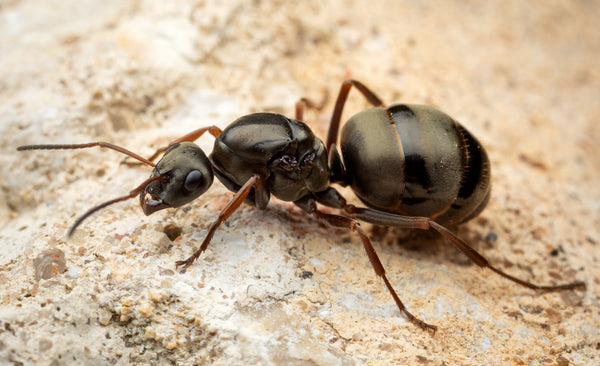 Formica subsericea (15-20 workers)(Fallen Fortress Bundle)