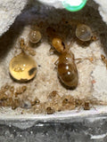 Myrmecocystus navajo (10-20 workers, Queen)(Ants Only)