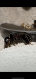 Pogonomyrmex rugosus (All Black Variant) (10-15 workers, Queen) w/ Mini Hearth