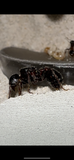 Pogonomyrmex rugosus Colony (6-10 workers, Queen)w/ Mini Hearth