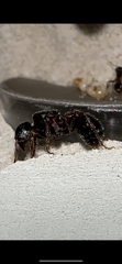 Pogonomyrmex rugosus (6-10 workers, Queen)(All Black)