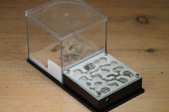 Fallen Fortress (BF) (Black 3211)