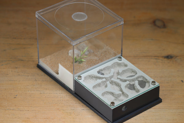 Fallen Fortress (BF) (Grey 3220)