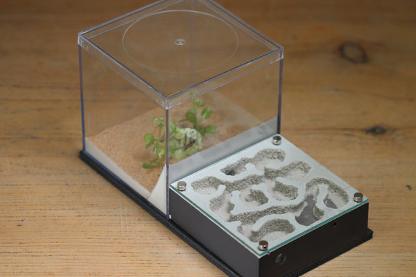 Fallen Fortress (BF) (Grey 3216)