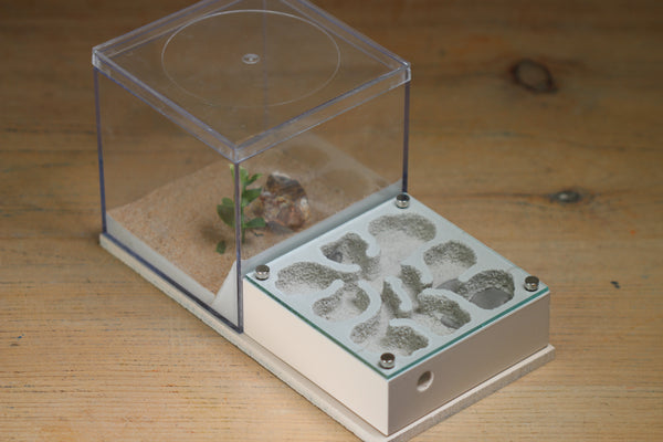 Fallen Fortress (BF) (Bone 3232)