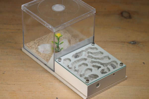 Fallen Fortress (BF) (Bone 3233)