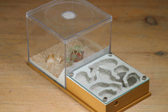 Fallen Fortress (BF) (Brown 3239)