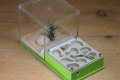 Fallen Fortress (BF) (Lime 3249)