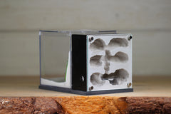 Fortress (BF)(Black 3615)