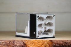 Fortress (BF)(Black 3616)