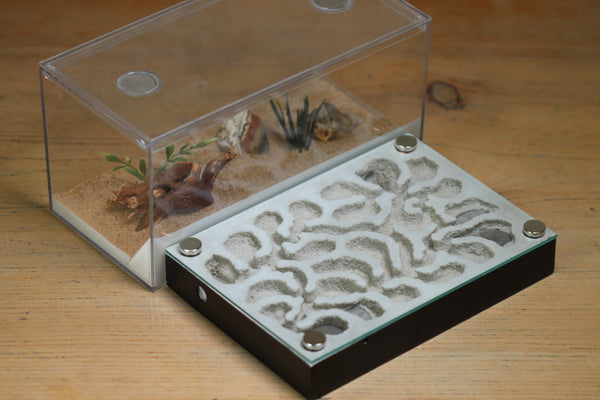 Labyrinth (BF)(Black 3375)