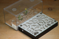 Labyrinth (BF)(Black 3378)