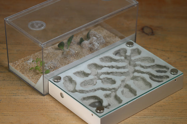 Labyrinth (BF)(Bone 3381)