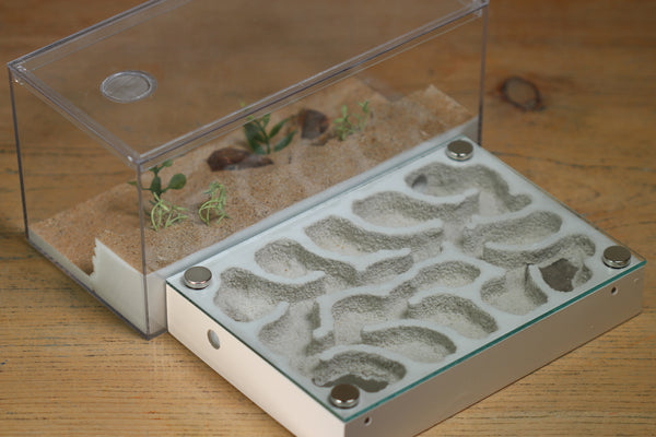 Labyrinth (BF)(Bone 3382)