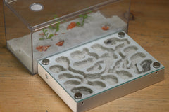 Labyrinth (BF)(Bone 3383)