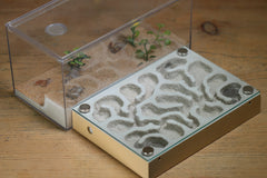 Labyrinth (BF)(Beige 3389)